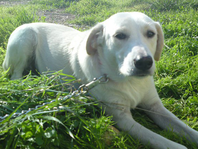 Πανέμορφη ημιαίμη λαμπραντορίτσα χαρίζεται