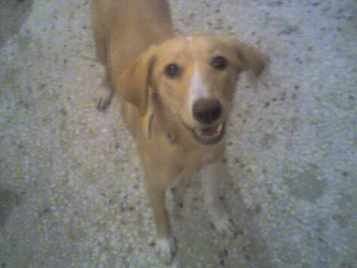 Χάθηκε ή εκλαπη;