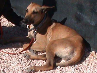 Η όμορφη και ήσυχη Λουίζ ψάχνει σπίτι