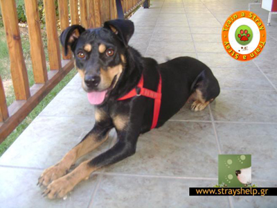 Ψάχνει φιλόξενο σπίτι