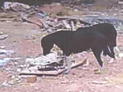 Χάθηκε σκυλίτσα και την αναζητούν