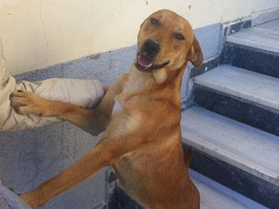 H φιλομαθής Math δίνεται για υιοθεσία