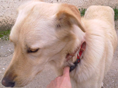 Βρήκαν μια ξανθή σκυλίτσα στα Μελίσσια