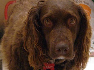 Ψάχνουν τη Μόμο