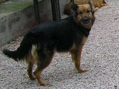 Και η τρίποδη  «μουσουδίτσα» ψάχνει σπίτι