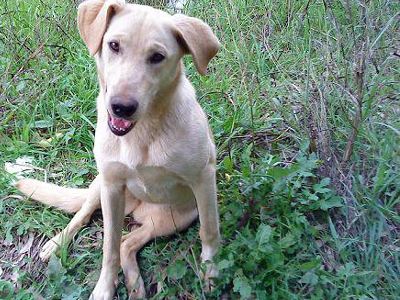 Χαρίζεται σκυλίτσα από το Νεοχώρι Εύβοιας
