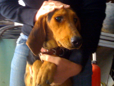 Χαρίζουν την όμορφη Ντέζι