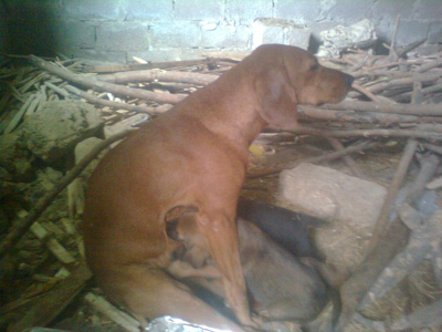 Βοηθήστε την παράλυτη σκυλίτσα με τα έξι κουτάβια της