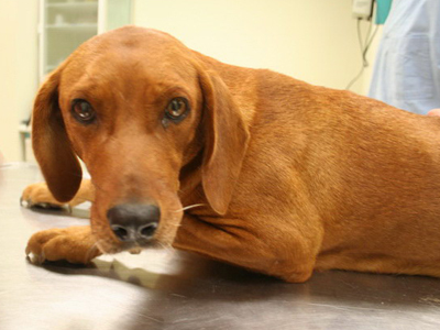 Έσωσαν την παράλυτη σκυλίτσα