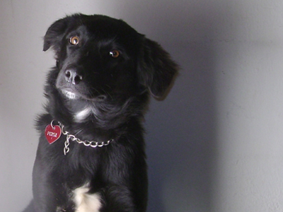 Η πανέμορφη Πέρσα ψάχνει σπίτι