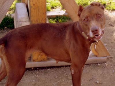 Βρέθηκε ταλαιπωρημένη, δώστε της μια ευκαιρία!