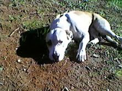 Έχασαν την σκυλίτσα που φιλοξενούσαν