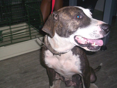 Ψάχνει σπιτικό