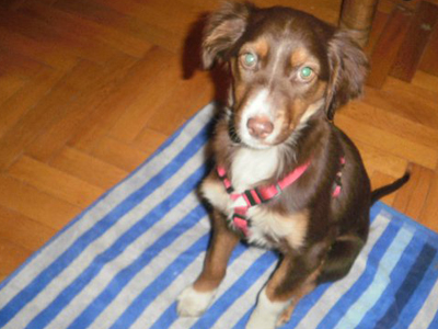 Χαρίζεται η Ρούξι