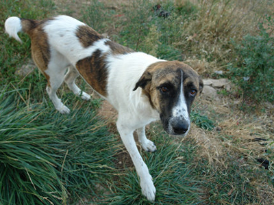 Έχασαν τη Ρόζα στον Διόνυσο