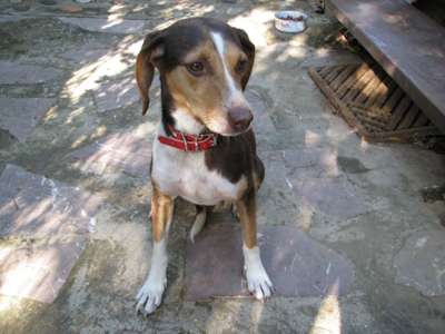 Η Σιέννα ψάχνει σπίτι