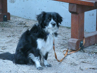 Έχασαν τον Snafi στου Γκύζη