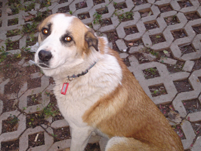 Η Σούζη ψάχνει σπίτι