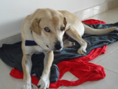 Βρέθηκε στον δρόμο, ας μην καταλήξει πάλι εκεί!