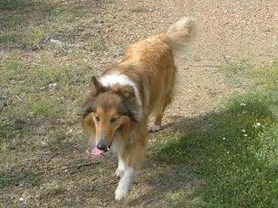 Έχασαν κόλεϊ στη Βαρυμπόμπη