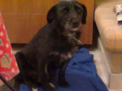 Χαρίζουν μικρόσωμη κουκλίτσα