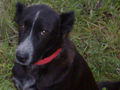 Ψάχνουν υπεύθυνους φιλόζωους