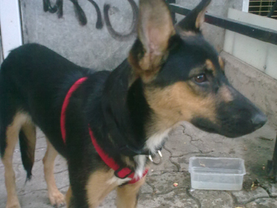 Χαρίζουν την όμορφη Ζαΐρα