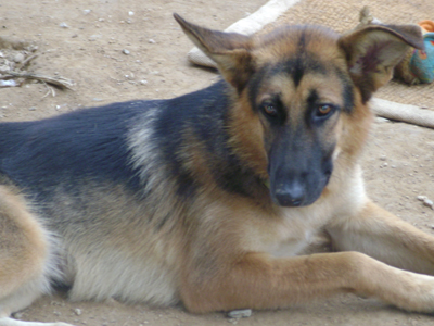 Το περιλαίμιο είχε ενσωματωθεί στον σβέρκο της