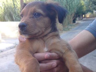 Χαρίζεται αρσενικό κουταβάκι!