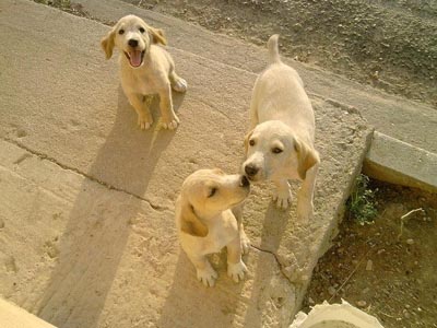 Ψάχνουν στέγη…