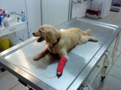 Κάλυμνος: Ρίχνουν φόλες σε αυλές σπιτιών