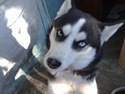 Ψάχνουν το χάσκι τους Ψάχνουν το χάσκι τους