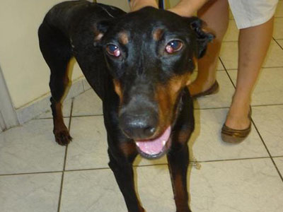 Ψάχνει σπίτι