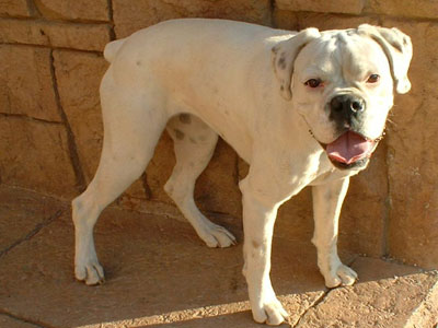 Αναζητούν λευκό μπόξερ που χάθηκε στο Διδυμότειχο Αναζητούν λευκό μπόξερ που χάθηκε στο Διδυμότειχο