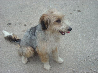 Ψάχνει σπίτι η Χαρούλα Ψάχνει σπίτι η Χαρούλα