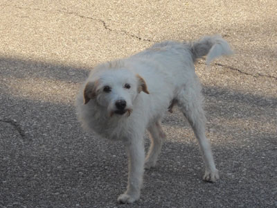 Περιφέρεται άρρωστο αξίζει την προσοχή μας