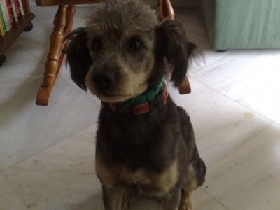 Ψάχνουν τον σκύλο τους