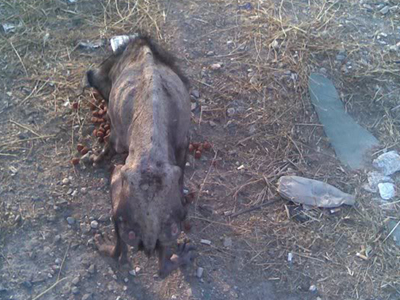 Περιφέρεται στον Ασπρόπυργο