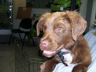 Ψάχνει σπίτι!