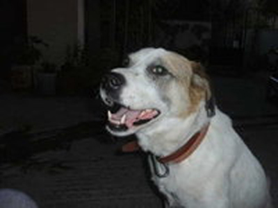 Ψάχνουν τον Δούκα