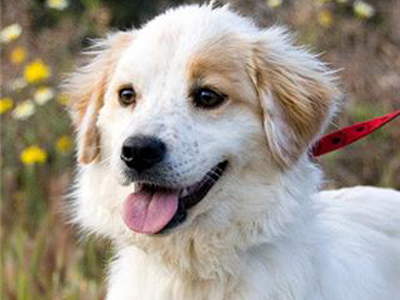 Ψάχνει σπίτι η όμορφη κουταβίνα