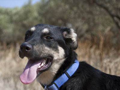 Ο Φρειδερίκος ψάχνει σπίτι