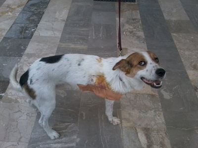 Κατάφεραν να τον σώσουν, ζητούν τη βοήθειά σας