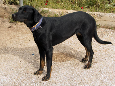 Δηλητηριάζουν τα αδέσποτα και στο Κορωπί