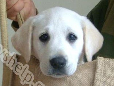 Η πανέμορφη Μίλκα ψάχνει σπίτι