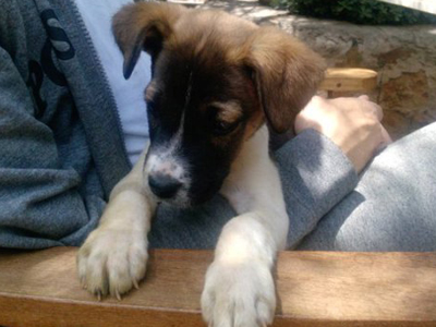 Η μικρή Μιλού ψάχνει σπίτι