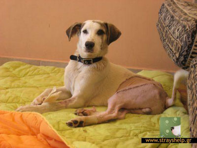 Ο Μοίρας ψάχνει σπίτι!