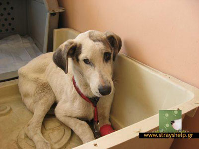 Βοηθήστε τον Μοίρα να σωθεί