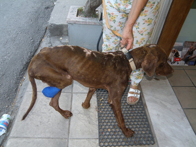 Ζητούν βοήθεια για τα αδέσποτα του νησιού