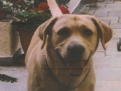 Ψάχνουν τον Πάτρικ